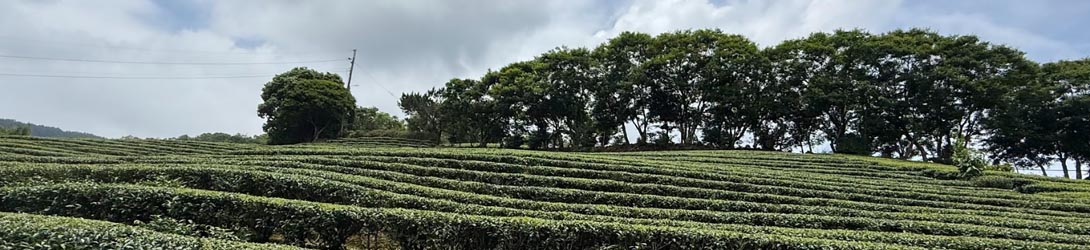 茶香山水風光遊